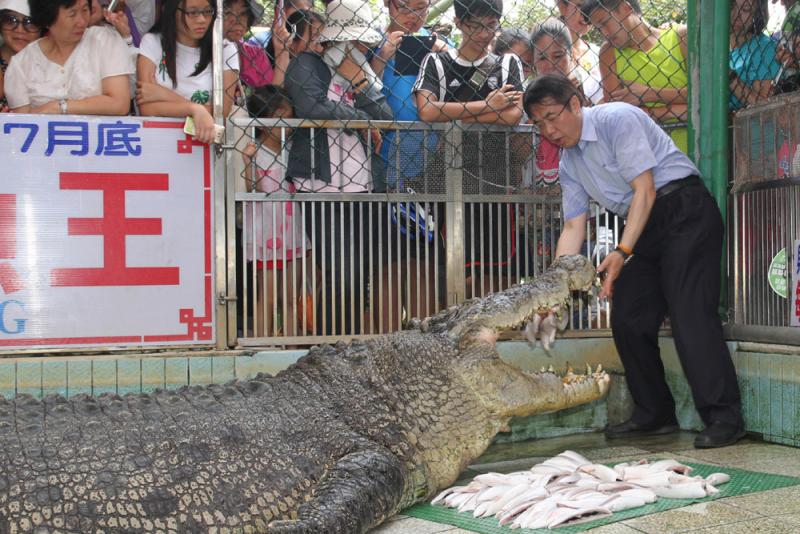 台南「鳄鱼王」将落户厦门