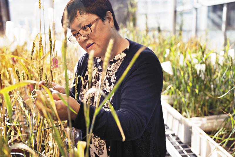 2013年,中科院植物生物学家高彩霞率先在农作物上,成功使用名为