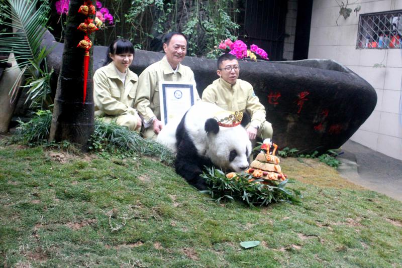 「和平使者」大熊猫「巴斯」离世