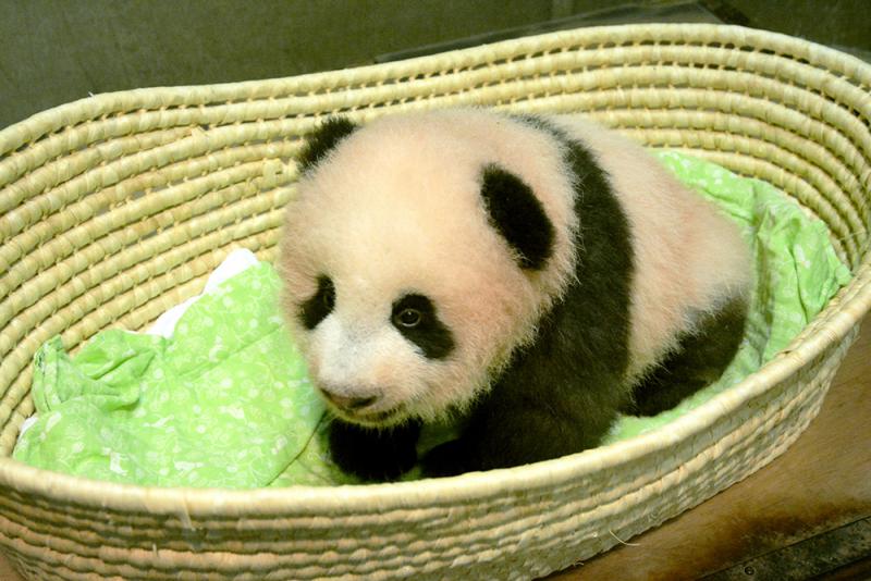 图:上野动物园出生的熊猫幼崽「香香」  路透社