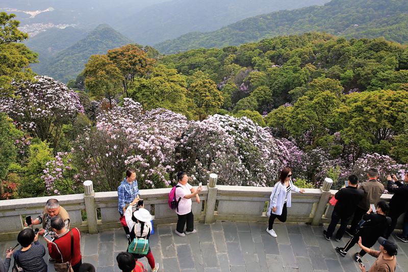 深圳梧桐山尽赏杜鹃花海