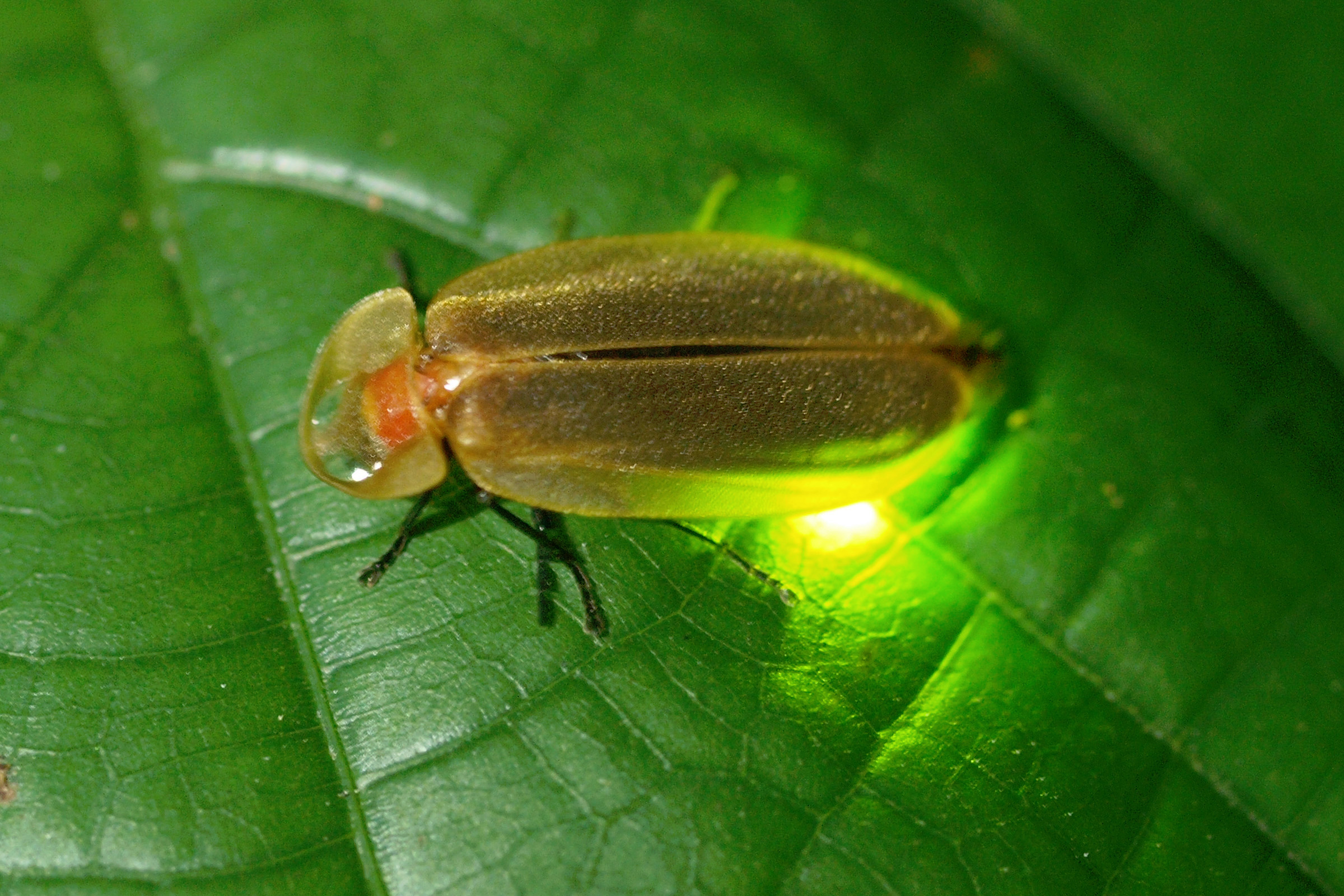 学术期刊确立香港8个新品种萤火虫