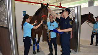 香港马会首批马匹入驻广州 开启“驻训之旅”