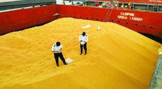 中储粮集团：南美大豆供给占比已经超过美国