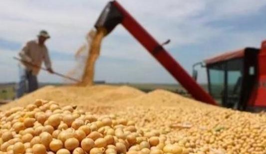 河南企业：暂不受对美大豆加税影响 已转向俄罗斯进口