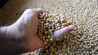 美国大豆协会呼吁政府取消对中国商品加征关税