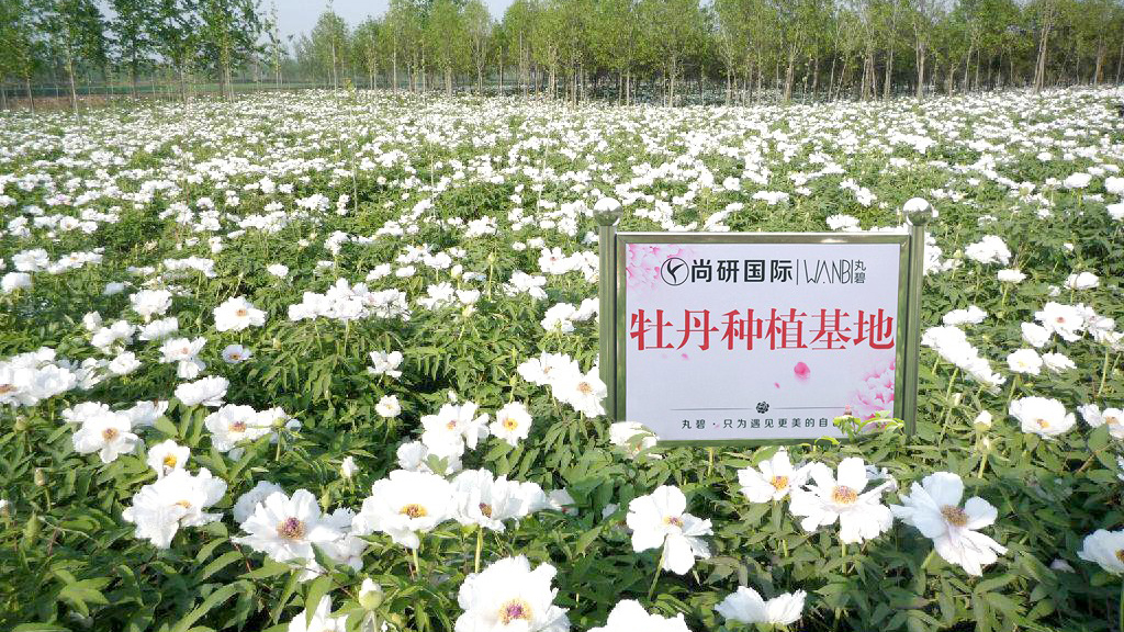 “洛阳十大牡丹品牌”丸碧：将品质监控贯穿每个生产环节