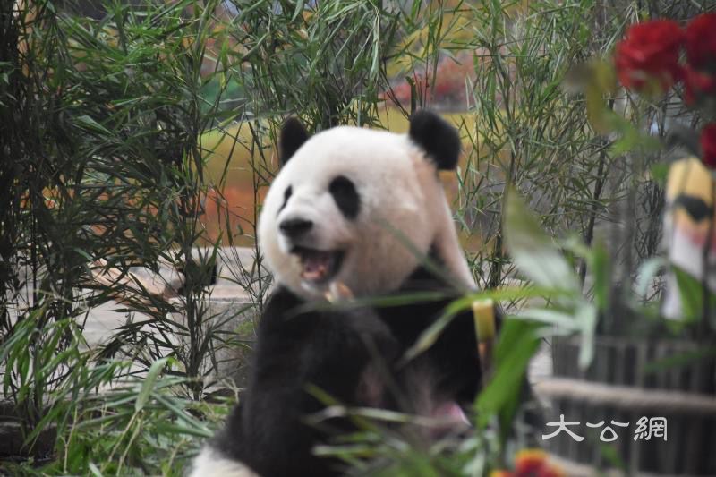 网红大熊猫“思嘉”在亚布力过生日