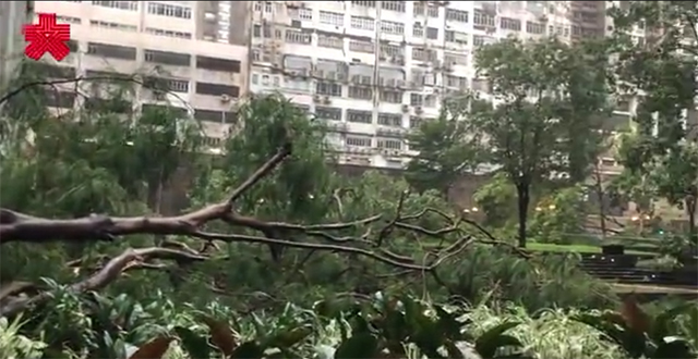 “山竹”袭港｜太古城中心塌树 数米高大树被连根拔起