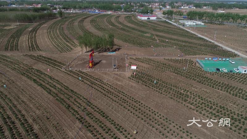 雄安新区今秋再造「千年秀林」2万亩