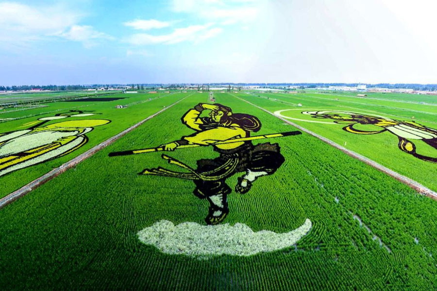 國慶假期：寧夏千畝水田展現“創意稻田畫”