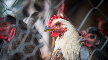 湖南省鳳凰縣發生家禽H5N6亞型高致病性禽流感疫情