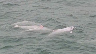 港珠澳大桥开通仪式当天 中华白海豚欢腾起舞