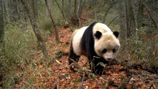 大熊猫国家公园管理局正式成立 严格控制园内人为活动增量