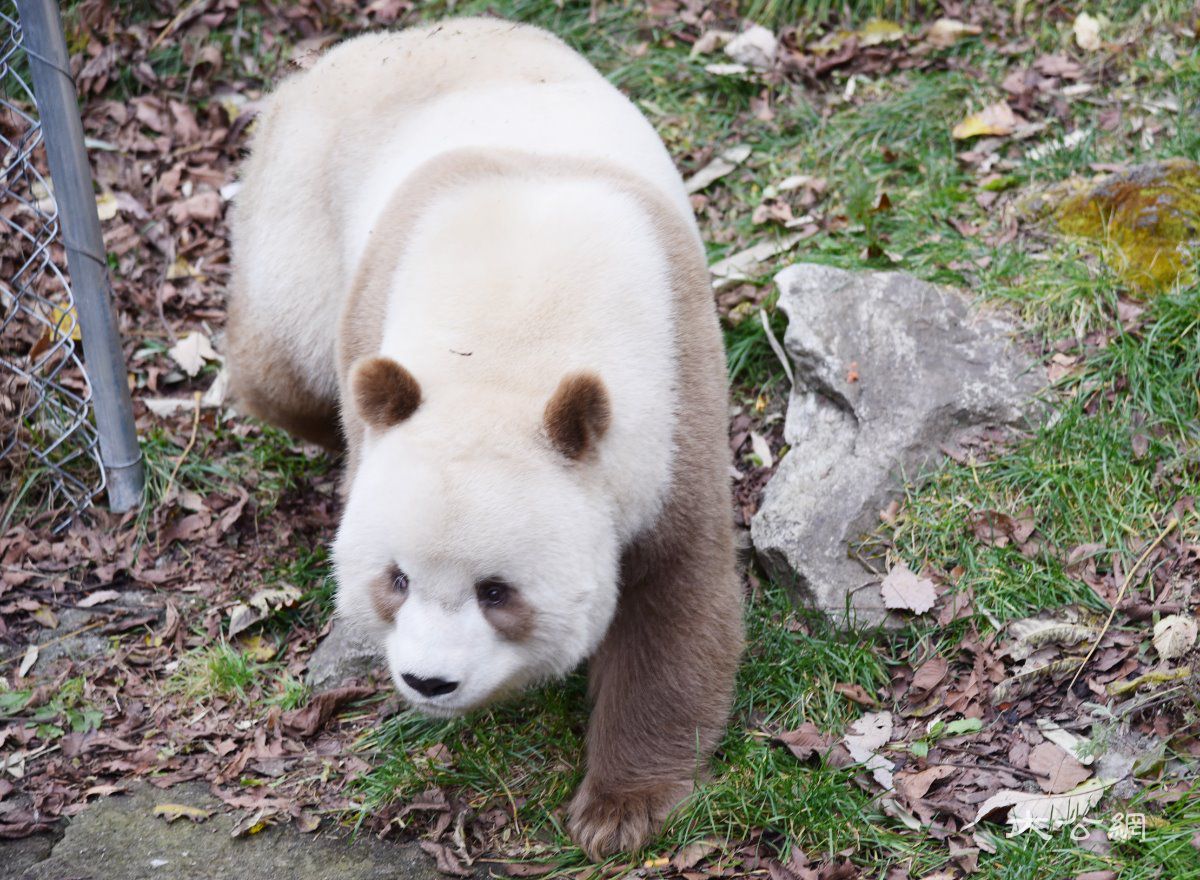 秦岭大熊猫：陕西生态文化的亮丽名片