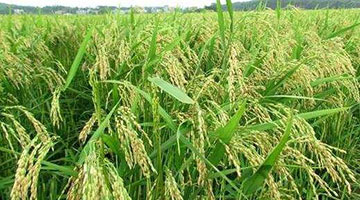 中国科学家成功克隆出杂交稻种子