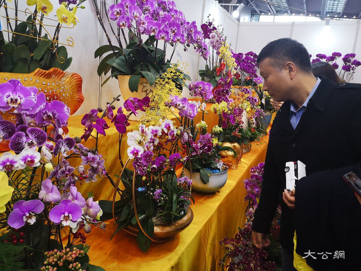 深圳迎春花市开市 精品花卉受青睐 年轻人钟爱色彩缤纷鲜切花