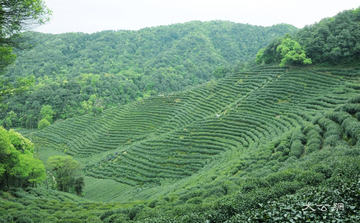 狮峰龙井茶园 受访者供图