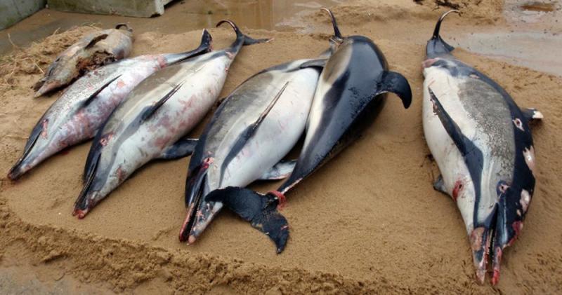 過度捕撈肇禍 法海岸現逾千海豚屍