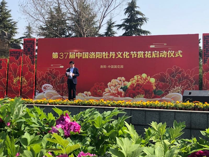 第37届洛阳牡丹文化节赏花启动 早中晚品种次第开放