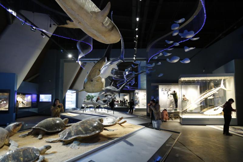 图:博物馆内展出的海洋生物标本大公报记者张聪摄【大公报讯】记者