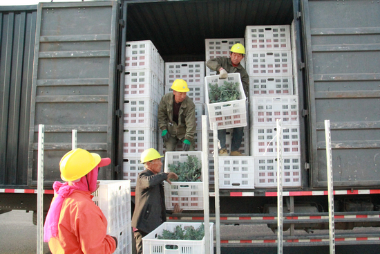 首批26万盆延庆蔬菜正有序供应百蔬园