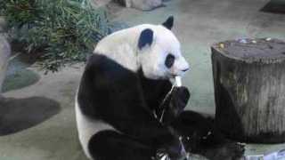 台北市动物园：赠台大熊猫“圆圆”没有成功怀孕
