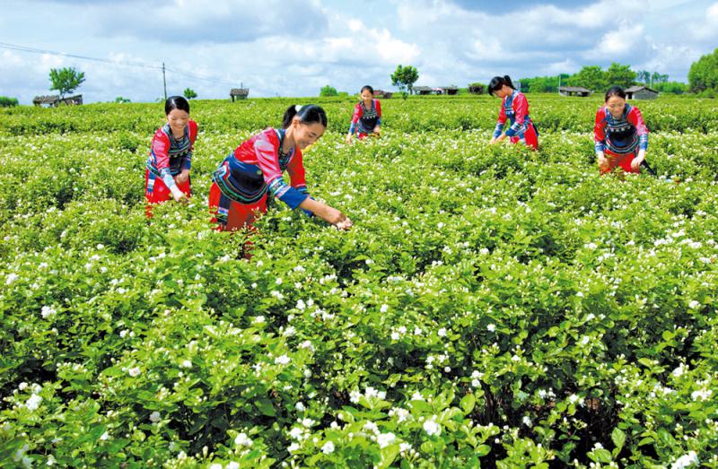 让人沉醉,身穿民族服饰的少女正在采摘茉莉花,花香人美,一幅美好生活