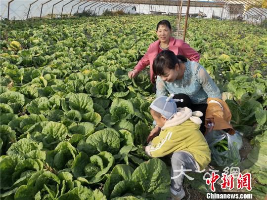 一家老小体验采摘乐趣。　安媛杰 摄