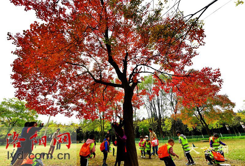 洛陽隋唐植物園的「網紅樹」進入最美時節