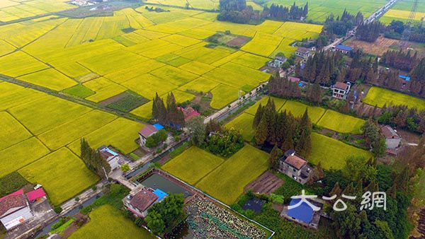 湖南南縣發揮綠色生態優勢 做強糧食產業經濟