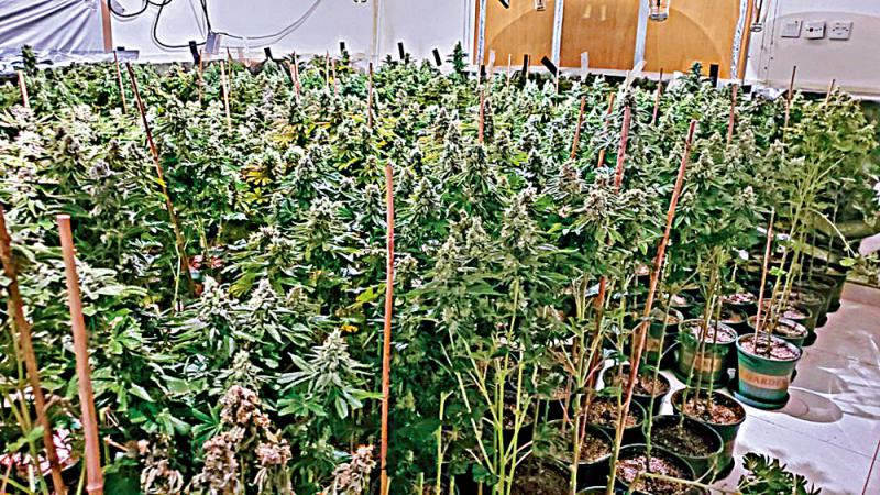 兩村屋種植場檢3000萬元大麻