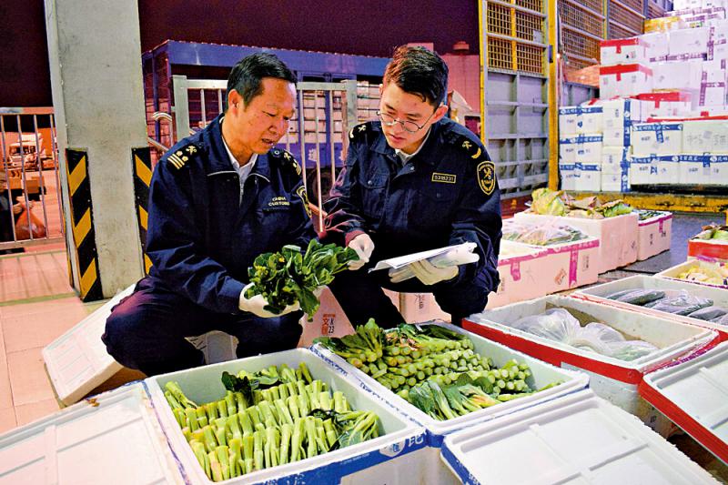貨源充裕 深圳供港蔬菜增逾兩成 貨源充裕 深圳供港蔬菜增逾兩成