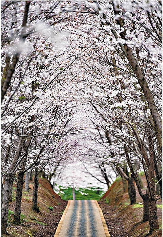 貴州貴安新區：櫻花盛開迎春至