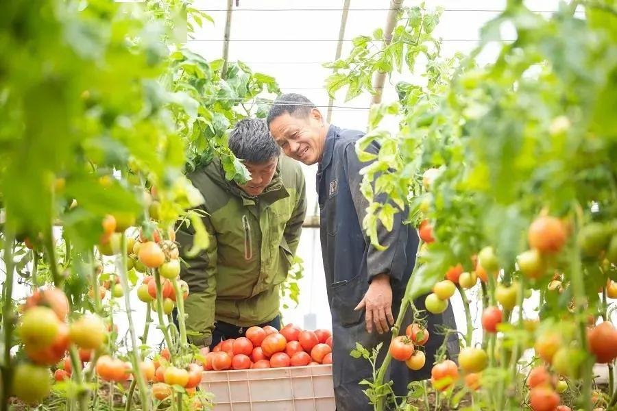 河南农大携手南乐打造全国最大优质特色番茄基地