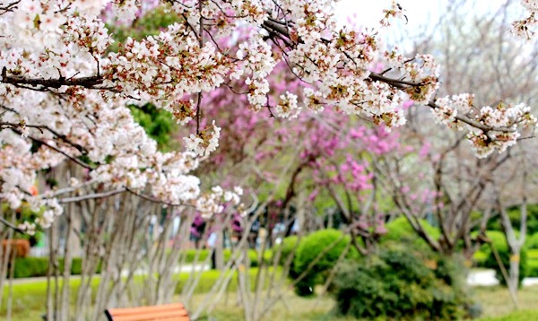 鹤壁启动“云赏樱”模式 近60万网友在线参与