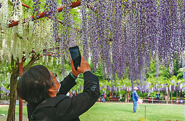 上海紫藤花盛開