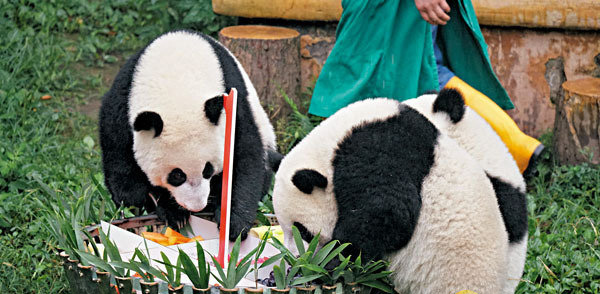 重慶動物園熊貓四胞胎慶生
