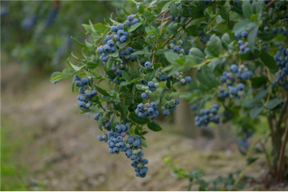 BC冷凍藍莓，您的健康飲食首選