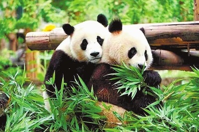 大熊猫“迈迈”“灵岩”落户栾川 22日将与游客见面