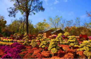 开封菊花文化节将于10月18日开幕 290万盆菊花开满城