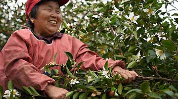 全国油茶产业发展现场会在光山召开