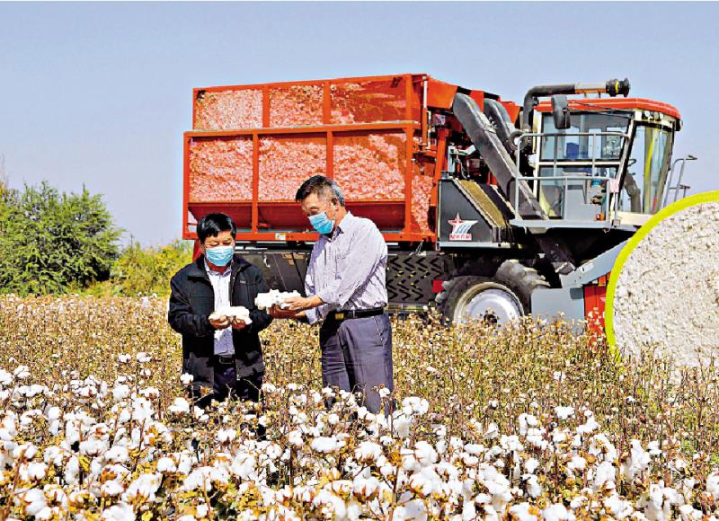 ﻿焦點追蹤/新疆種棉全機械高效採收不求人