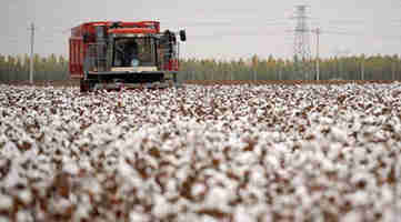 中国棉花协会推动行业自主标准体系建设