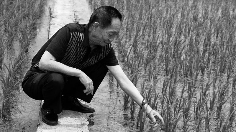 袁隆平的两个粮食梦想 曾立志“杂交水稻覆盖全球”