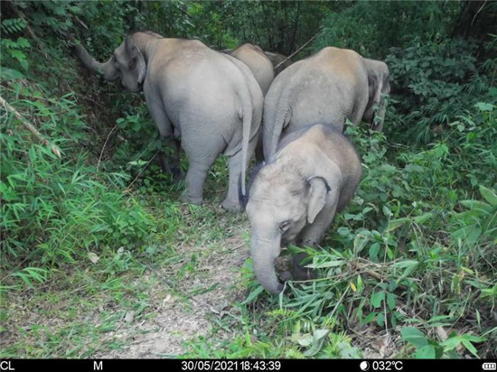 象群逼近作物保护与育种基地 植物园紧急建防护网-小平平