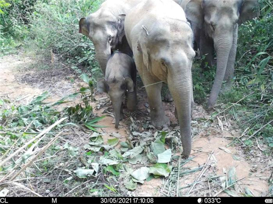 象群逼近作物保护与育种基地 植物园紧急建防护网-小平平