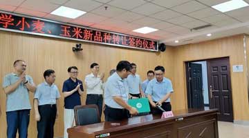 河南农业大学俩“粮种”卖了538万元