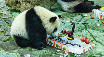 台北大熊猫﻿“圆宝”周岁 网上生日会与粉丝同乐