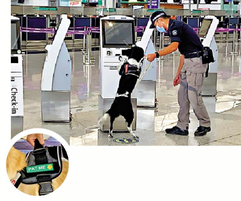 機場保安蒐索犬兼任旅客大使